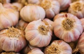 Chinese Garlic