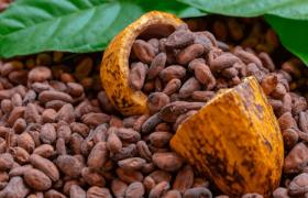 Cocoa Beans